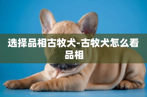 选择品相古牧犬-古牧犬怎么看品相